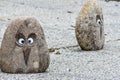 Owl Face Rocks, Garden Stones