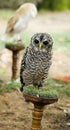 Owl Royalty Free Stock Photo