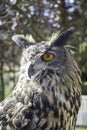 Owl falconry