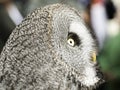 Owl falconry natural