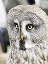 Owl falconry natural