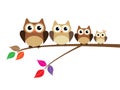 Owl Family