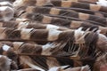 Owl Feathers