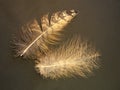 Owl feathers