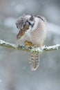 Owl feeding mouse on the tree branch. Animal behaviour in cold winter. Snowfall with beautiful bird. Hawk Owl with catch brown mou