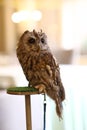 Wild owl and filin close up photo as ttraction on kids birthday party Royalty Free Stock Photo