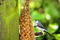 Owl Finch bird feeding in aviary, Florida Royalty Free Stock Photo