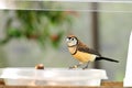 Owl Finch bird perched on bowl in aviary