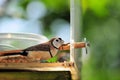 Owl Finch bird perched beside food bowl in aviary Royalty Free Stock Photo