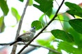 Owl Finch bird on tree branch in aviary Royalty Free Stock Photo