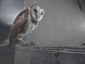 The owl finished eating in its cage Royalty Free Stock Photo