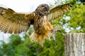 Owl flew Royalty Free Stock Photo