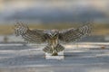 The owl flew its prey on the ground Royalty Free Stock Photo