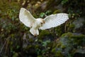 Owl in flight. Barn owl, Tyto alba, flying near ruined mossy stone wall. Owl landing with spread wings, talons ready to catch prey Royalty Free Stock Photo