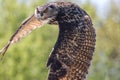 Owl In Flight. European Eagle Owl Bird Flying. Country Wildlife