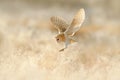 Owl flight. Hunting Barn Owl, wild bird in morning nice light. Beautiful animal in the nature habitat. Owl landing in the grass. Royalty Free Stock Photo