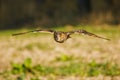 Owl in flight. Long-eared owl, Asio otus, flying with widely spread wings over green field. Hunting predator in natural habitat.