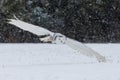 Owl in flight. Snowy owl, Bubo scandiacus, flies with spread wings over snowy tundra meadow in snowfall. Hunting arctic owl.