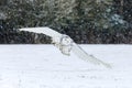 Owl in flight. Snowy owl, Bubo scandiacus, flies with spread wings over snowy tundra meadow in snowfall. Hunting arctic owl.