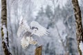 Owl in flight. Snowy owl, Bubo scandiacus, flies with spread wings, landing on rotten stump. Beautiful white polar bird. Royalty Free Stock Photo