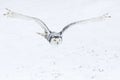 Owl in flight. Snowy owl, Bubo scandiacus, flies with spread wings over snowy tundra meadow in snowfall. Hunting arctic owl.