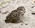 Owl Florida Burrowing Photo and Image. Sitting on sand background. in its environment and habitat surrounding