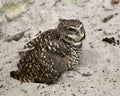 Owl Florida Burrowing Photo. Portrait. Image. Picture. Fluffy feathers plumage.  Sand background Royalty Free Stock Photo