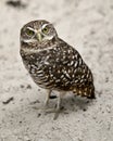 Owl Florida Burrowing Photo. Portrait. Image. Picture. Looking at the camera Sand background Royalty Free Stock Photo