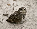 Owl Florida Burrowing Photo. Portrait. Image. Picture. Looking at the camera Sand background