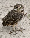 Owl Florida Burrowing Photo. Portrait. Image. Picture. Looking at the camera Sand background