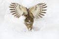 Owl Fly With Fish. Blakiston's Fish Owl, Bubo Blakistoni, Night Fly With Catch, A Sub-group Of Eagle. Bird Hunting In Cold Water.