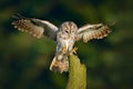 Owl fly in the green forest. Flying Eurasian Tawny Owl, Strix aluco, with nice green blurred forest in the background. Wildlife sc