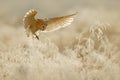 Owl fly with open wings. Barn Owl, Tyto alba, flying above rime white grass in the morning. Wildlife bird scene from nature. Cold