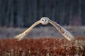 Owl fly with open wings. Barn Owl, Tyto alba, flight above red grass in the morning. Wildlife bird scene from nature. Cold morning Royalty Free Stock Photo