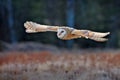 Owl fly with open wings. Barn Owl, Tyto alba, flight above red grass in the morning. Wildlife bird scene from nature. Cold morning Royalty Free Stock Photo