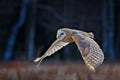 Owl fly with open wings. Barn Owl, Tyto alba, flight above red grass in the morning. Wildlife bird scene from nature. Cold morning Royalty Free Stock Photo