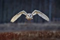 Owl fly with open wings. Barn Owl, Tyto alba, flight above red grass in the morning. Wildlife bird scene from nature. Cold morning Royalty Free Stock Photo