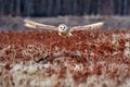 Owl fly with open wings. Barn Owl, Tyto alba, flight above red grass in the morning. Wildlife bird scene from nature. Cold morning Royalty Free Stock Photo