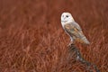 Owl fly with open wings. Barn Owl, Tyto alba, flight above red grass in the morning. Wildlife bird scene from nature. Cold morning Royalty Free Stock Photo