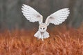 Owl fly with open wings. Barn Owl, Tyto alba, flight above red grass in the morning. Wildlife bird scene from nature. Cold morning