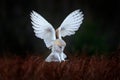 Owl fly with open wings. Barn Owl, Tyto alba, flight above red grass in the morning. Wildlife bird scene from nature. Cold morning Royalty Free Stock Photo