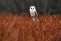 Owl fly with open wings. Barn Owl, Tyto alba, flight above red grass in the morning. Wildlife bird scene from nature. Cold morning Royalty Free Stock Photo