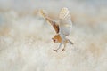 Owl fly with open wings. Barn Owl, Tyto alba, flying above rime white grass in the morning. Wildlife bird scene from nature. Cold