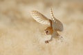 Owl fly with open wings. Barn Owl, Tyto alba, sitting on the rime white grass in the morning. Wildlife bird scene from nature.