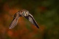 Owl fly in the orange leave autumn forest. Boreal owl, Aegolius funereus, in the orange larch autumn forest in central Europe, Royalty Free Stock Photo