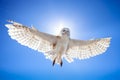Owl in fly Royalty Free Stock Photo