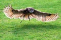 Owl Flying Royalty Free Stock Photo