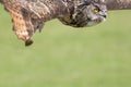 Owl flying. Bird of prey poster or banner image with copy space. Royalty Free Stock Photo