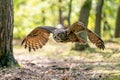 Owl flying in the forest. Euroasian eagle owl with spread wings in flyght. Action nature from a sunny day. Bubo bubo. Royalty Free Stock Photo