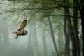 owl flying through misty forest, trees enveloping background Royalty Free Stock Photo